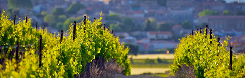 Best Wine Hong Kong: Our Sommelier's Top Picks