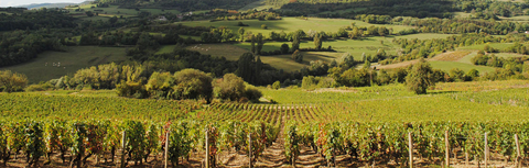 Burgundy Wine Hong Kong: The Complete Buyer's Guide
