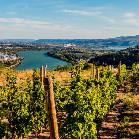 Rhone Valley & Beaujolais of France Tasting