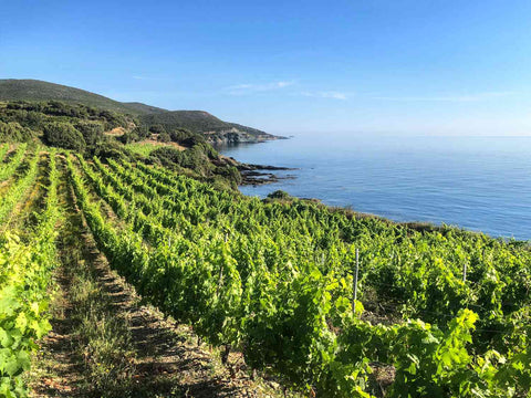 Corsican Evening, 14 May